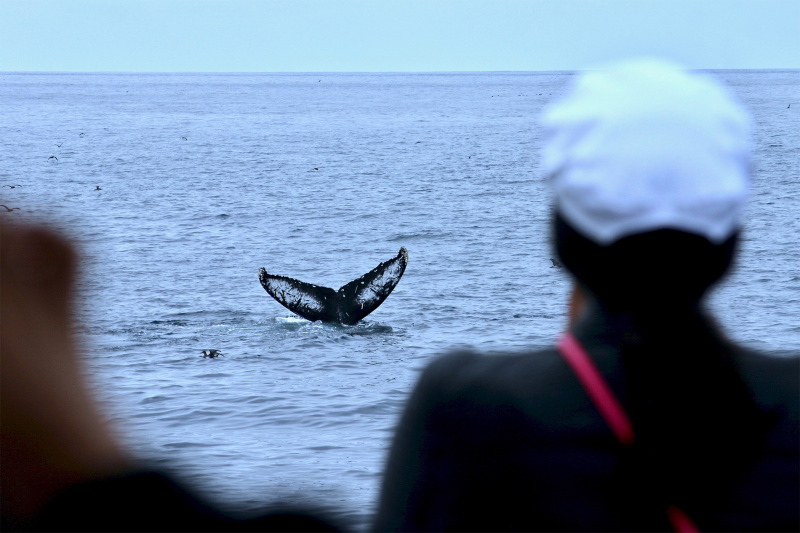 Day 3: Haleakala Volcano National Park + Makawao town tour +  whale-watching experience thumbnail