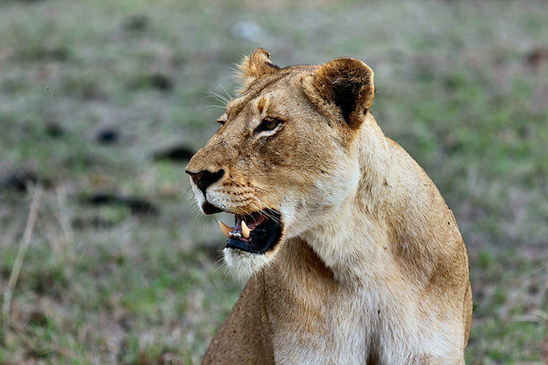 Days 3 - 5. Kruger National Park