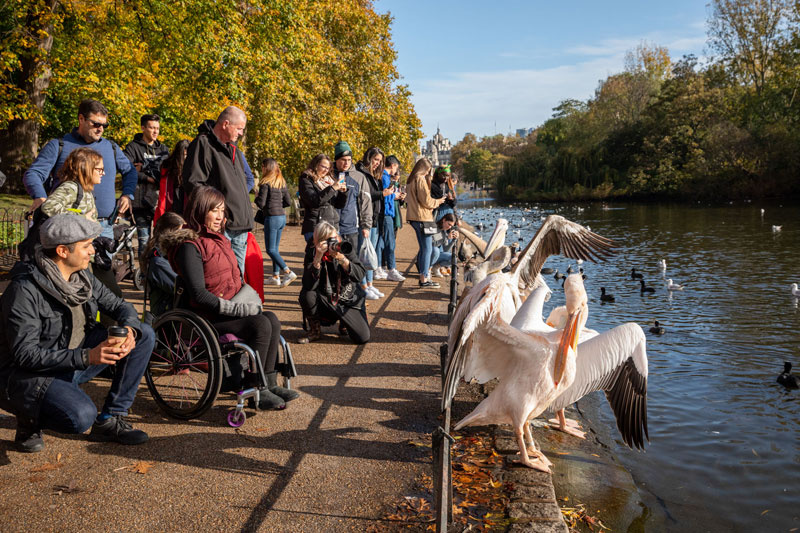 A tour group watching the pelicans in St James's Park