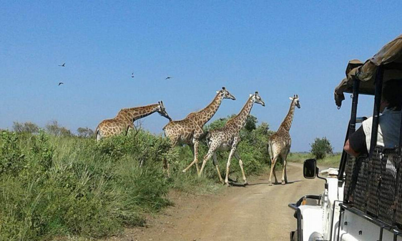 South Africa Accessible Safari – Game Drives, Culture and Beaches. (10 days / 9 nights)