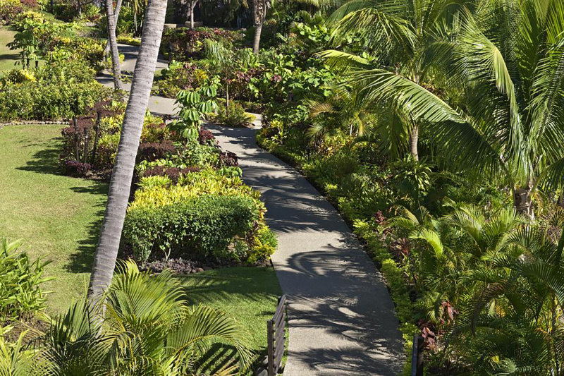 Outdoor pathway with green foliage
