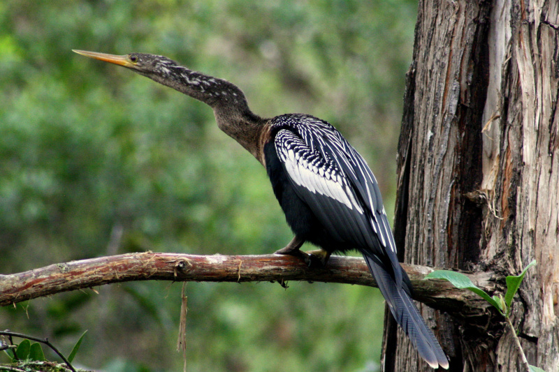 One of the species of bird that lives in Big Cypress National Preserve