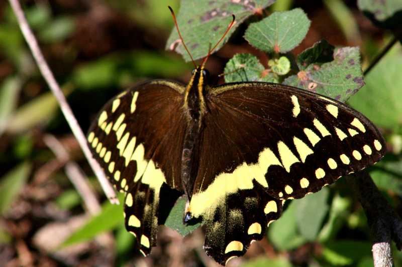 A large butterfly that is native to the park