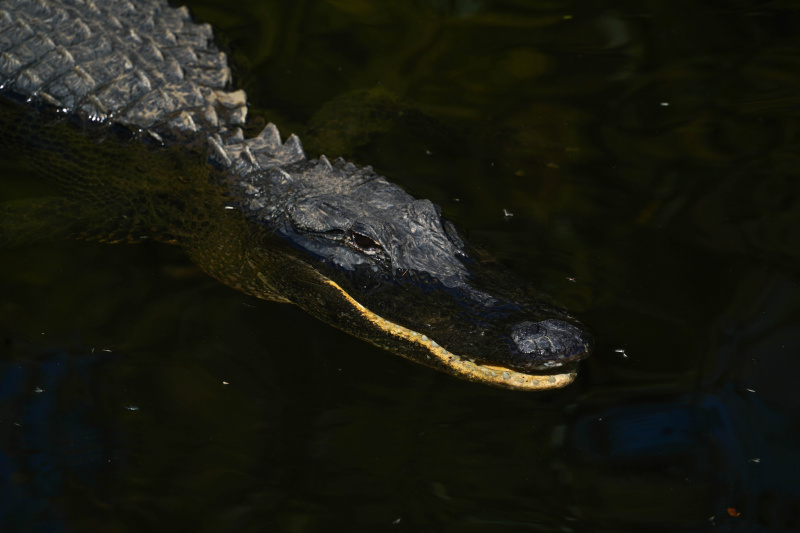An alligator