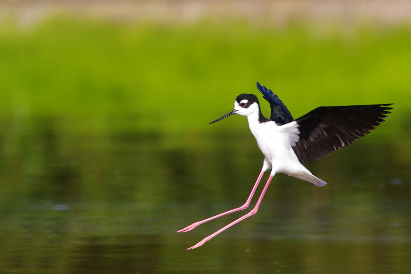 A small water bird coming in to land on the water