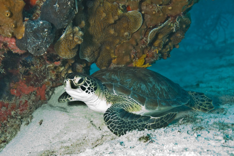 A sea turtle at Biscayne National Park