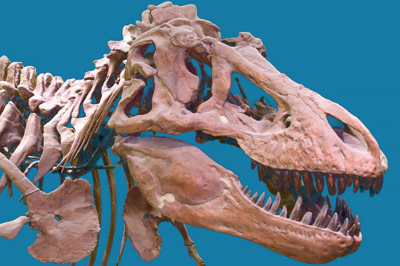 T-Rex skull