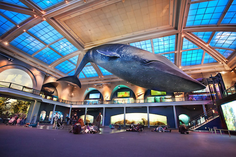 Whale exhibition