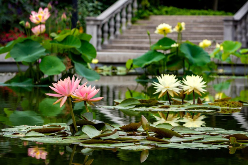 The water lily garden