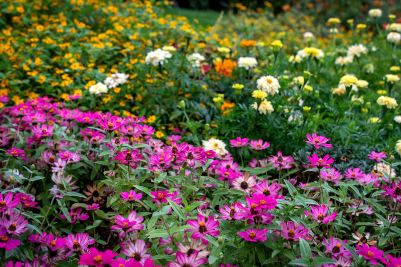 Flower beds at the Brooklyn Botanic Gardens