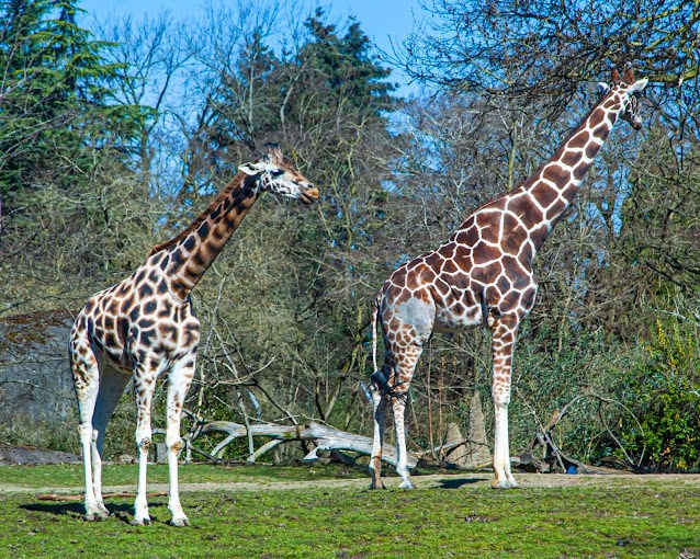 Woodland Park Zoo