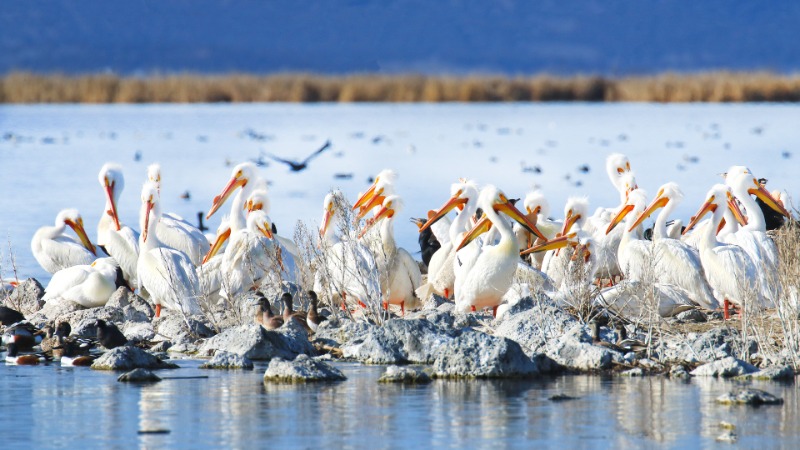 Bird watching at Putnam Point