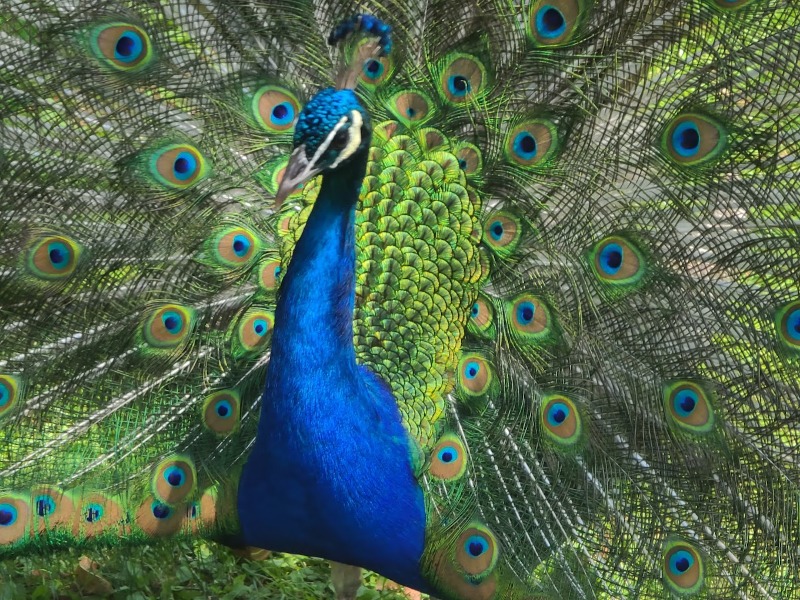Pueblo Zoo