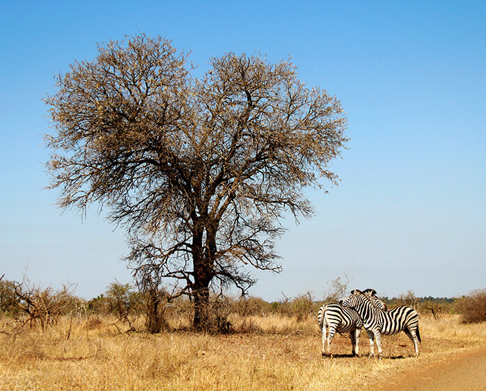 Day 9: Kruger National Park - August 5, 2024 thumbnail
