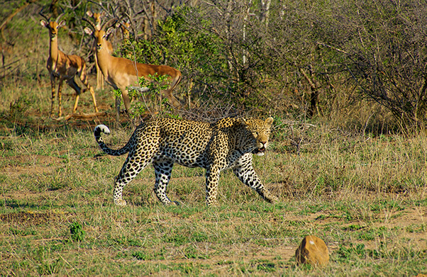 Day 12: Tshukudu Private Game Reserve - May 9, 2024 thumbnail